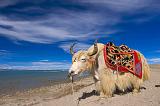 Yak on the lakeshore, Nam Tso Lake, Tibet, China